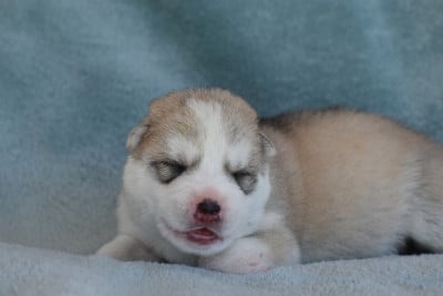Les chiots de Siberian Husky