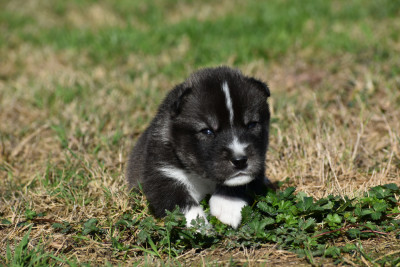 Les chiots de Siberian Husky