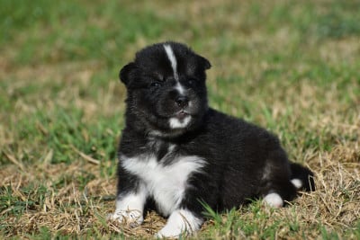 Les chiots de Siberian Husky
