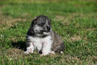 Les chiots de Siberian Husky