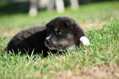Les chiots de Siberian Husky