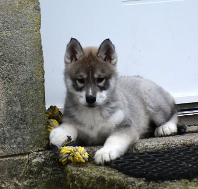Les chiots de Siberian Husky