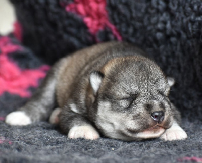 Les chiots de Siberian Husky