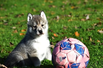 Les chiots de Siberian Husky