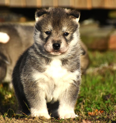 Les chiots de Siberian Husky