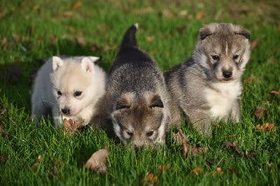 Les chiots de Siberian Husky