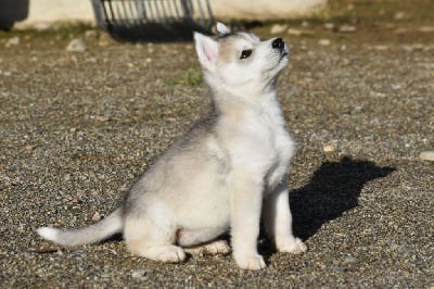 Les chiots de Siberian Husky