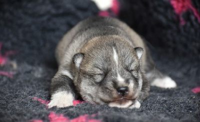 Les chiots de Siberian Husky