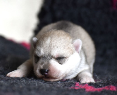 Les chiots de Siberian Husky