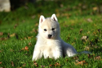Les chiots de Siberian Husky