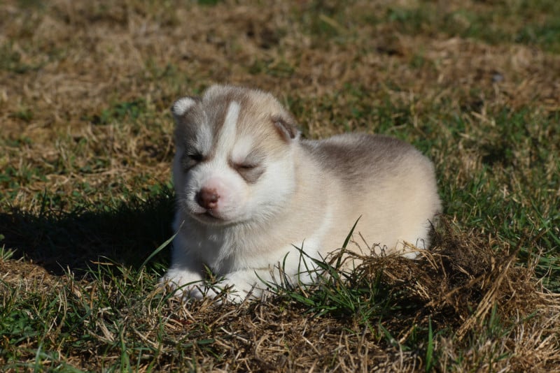 Siberian Husky - du chalet des edelweiss
