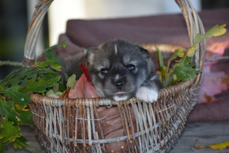 Siberian Husky - du chalet des edelweiss