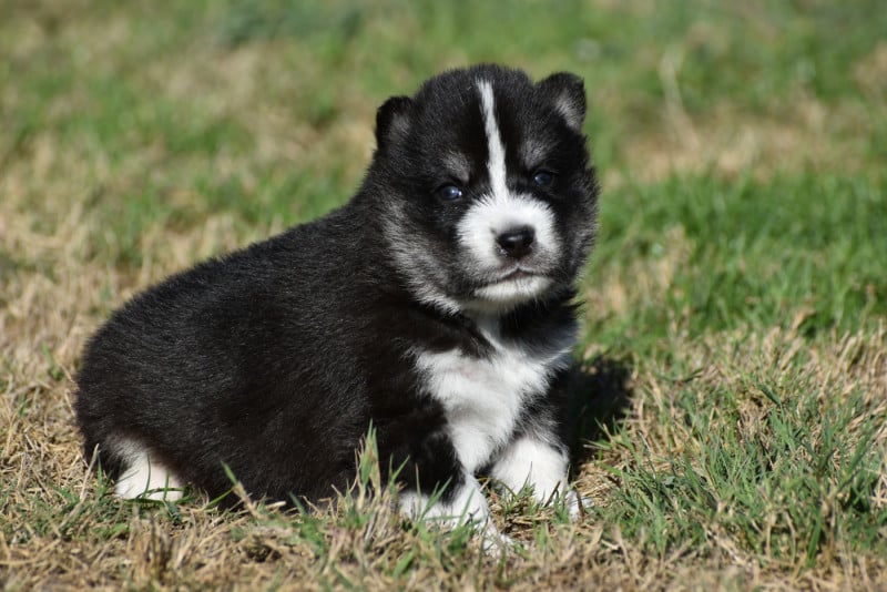 Siberian Husky - du chalet des edelweiss