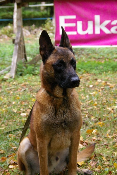 Publication : Du Python Royal Auteur : jb Salvano