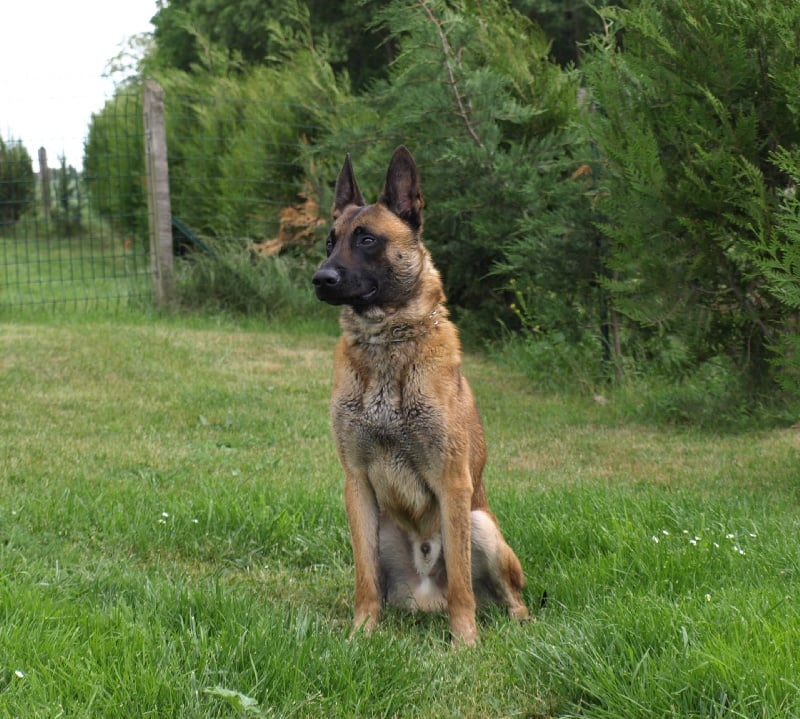 Publication : Du Python Royal Auteur : jb Salvano