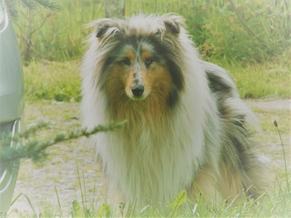 Publication : des menthes sauvages Auteur : Clara Grenier