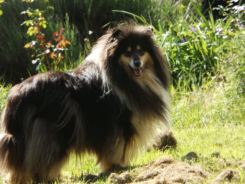 Publication : des menthes sauvages Auteur : beatrice grenier