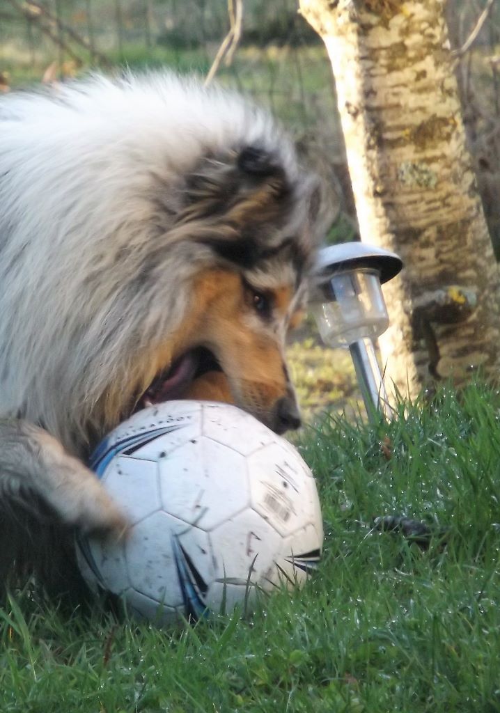 Publication : des menthes sauvages Auteur : Clara Grenier