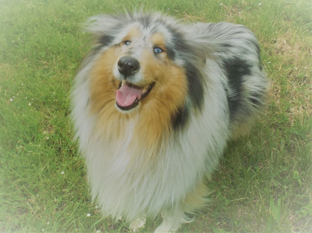 Publication : des menthes sauvages Auteur : Clara Grenier