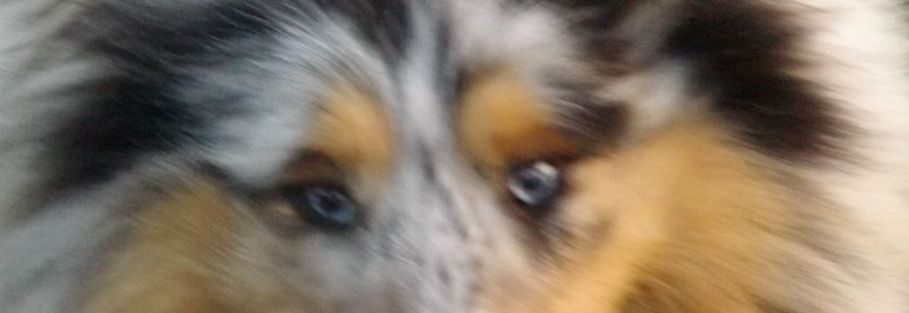 Publication : des menthes sauvages Auteur : Clara Grenier