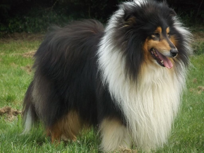 Publication : des menthes sauvages Auteur : béatrice grenier