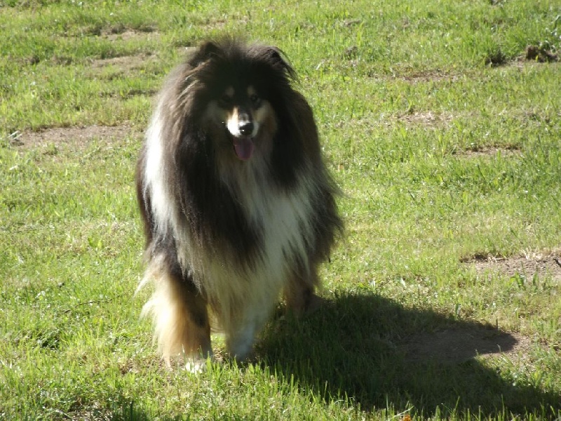 Publication : des menthes sauvages Auteur : beatrice grenier