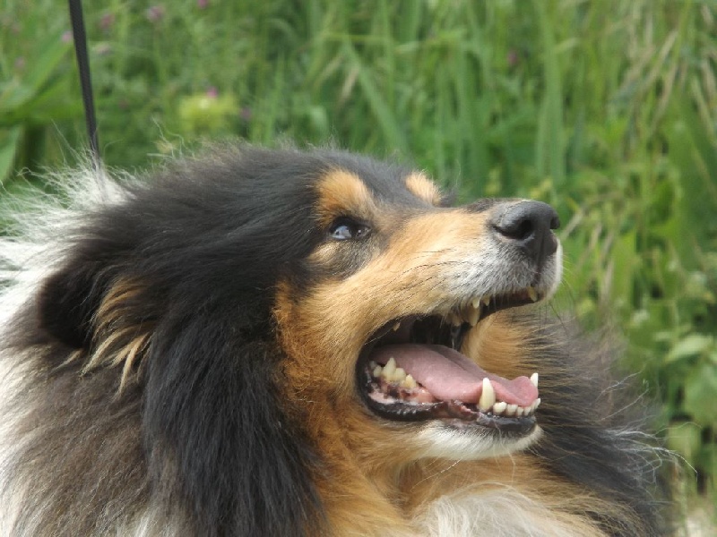 Publication : des menthes sauvages Auteur : béatrice grenier