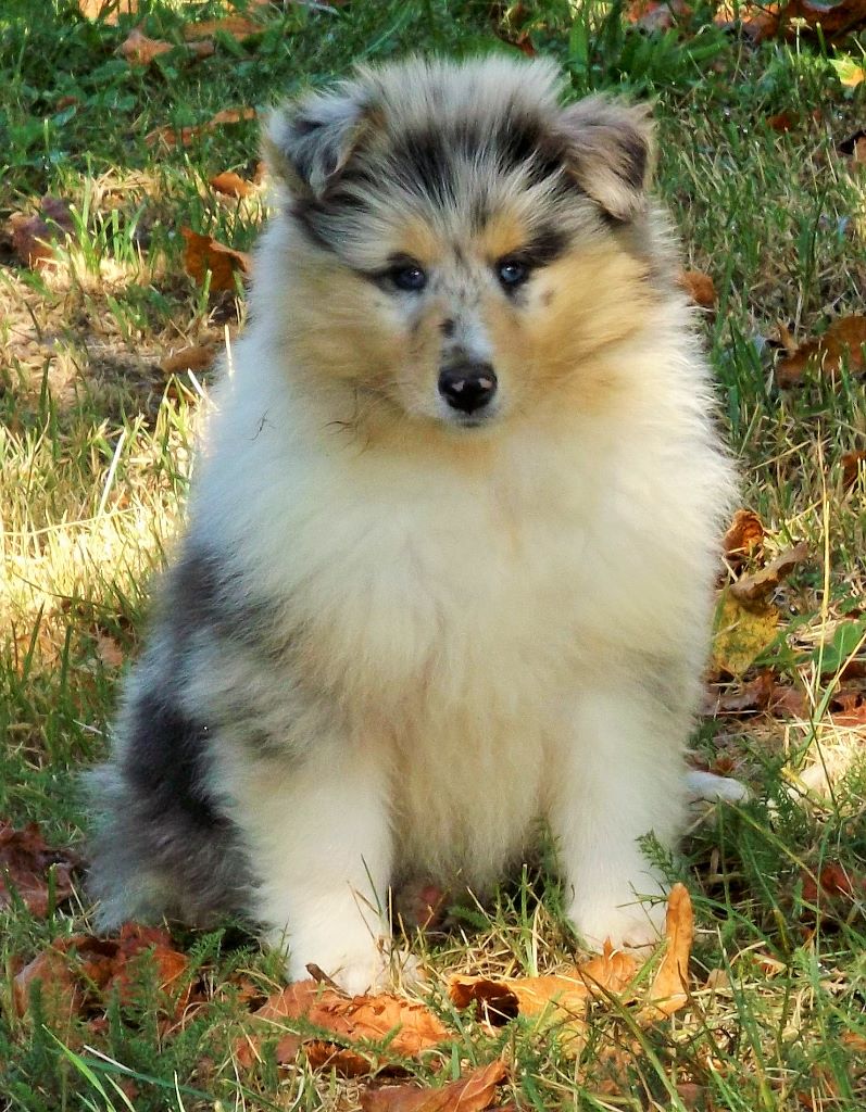 Publication : des menthes sauvages Auteur : Clara Grenier