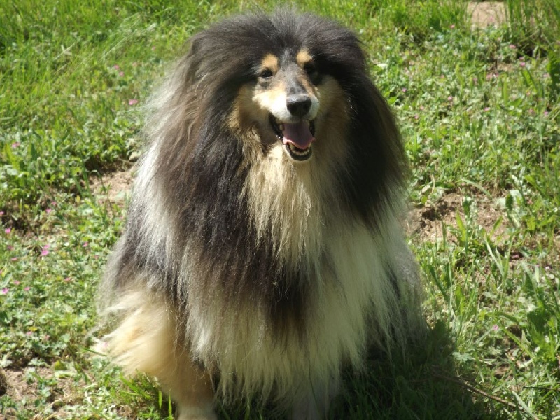 Publication : des menthes sauvages Auteur : beatrice grenier