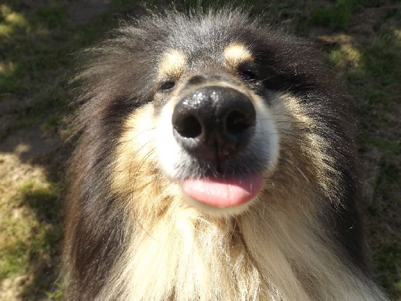 Publication : des menthes sauvages Auteur : beatrice grenier