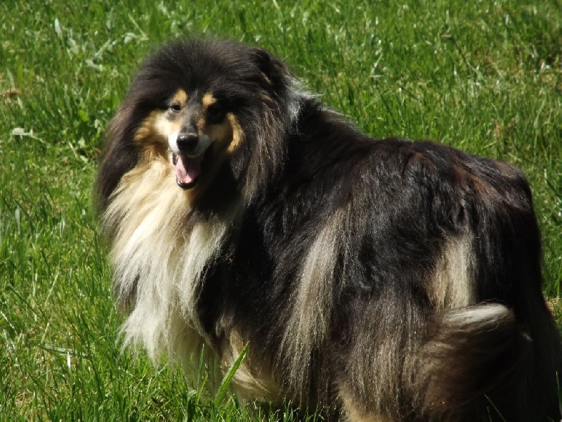 Publication : des menthes sauvages Auteur : beatrice grenier