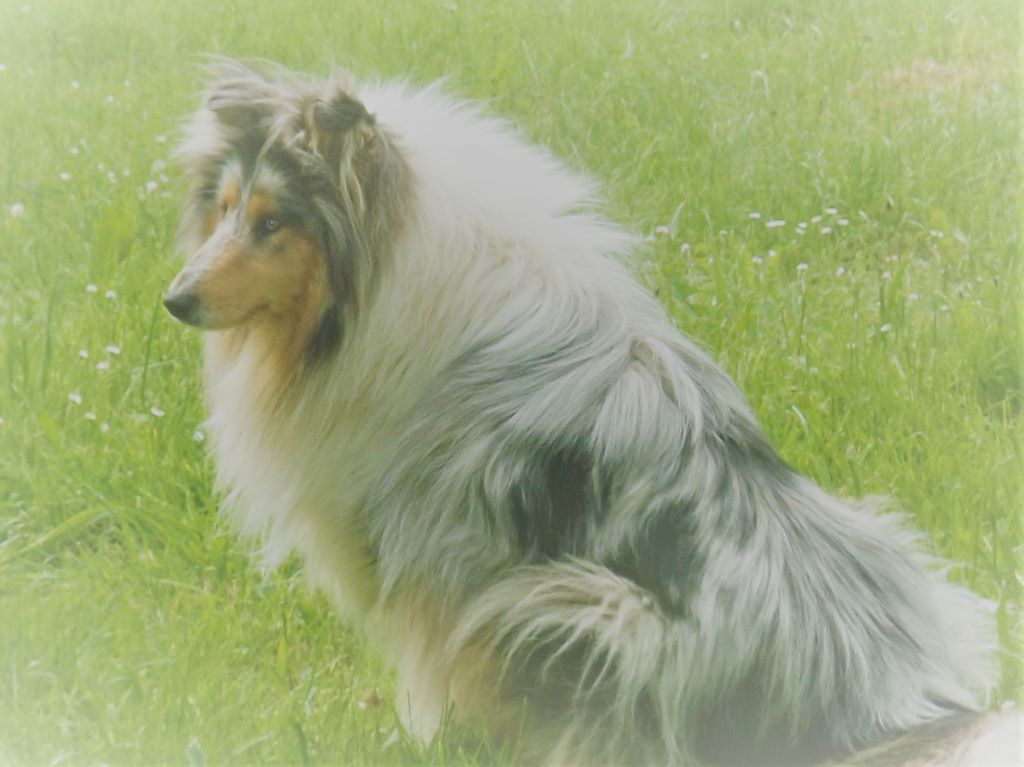 Publication : des menthes sauvages Auteur : Clara Grenier