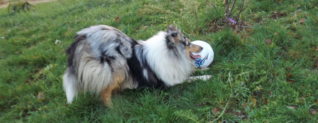 Publication : des menthes sauvages Auteur : Clara Grenier