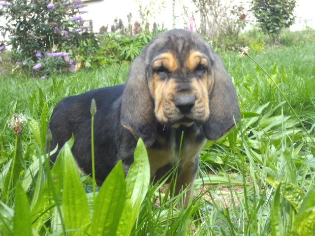 JOHN WAYNE DES MENTHES SAUVAGES