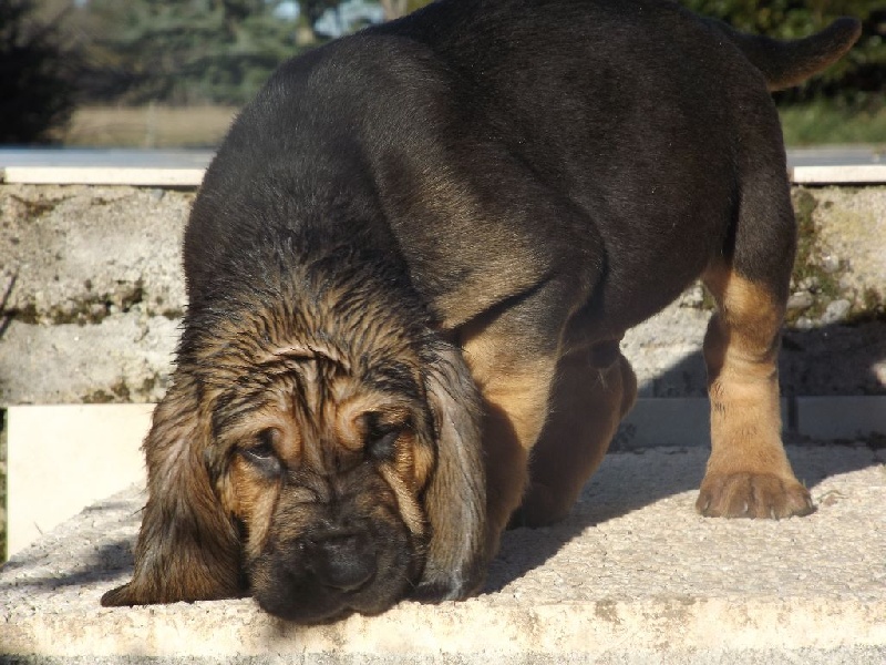 LUTHOR DES MENTHES SAUVAGES