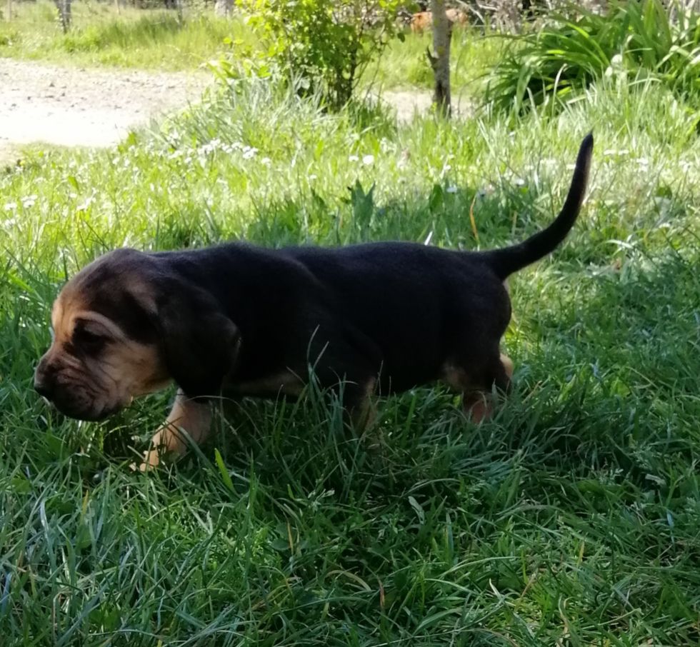 Shakira devient Stella des menthes sauvages