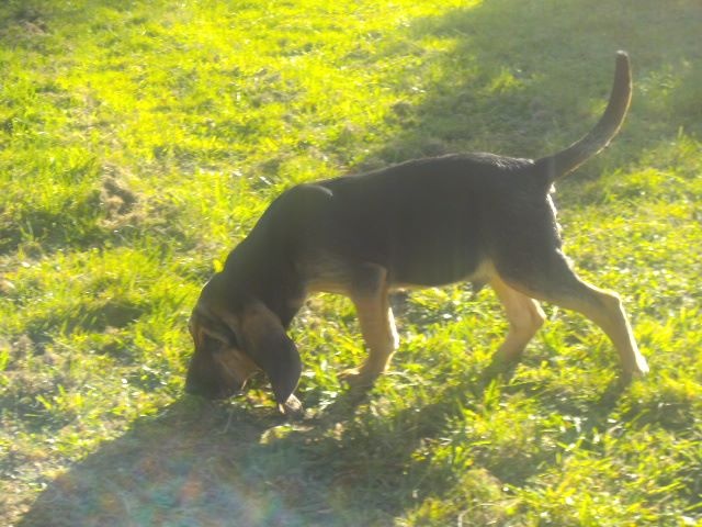 JULES CESAR DES MENTHES SAUVAGES