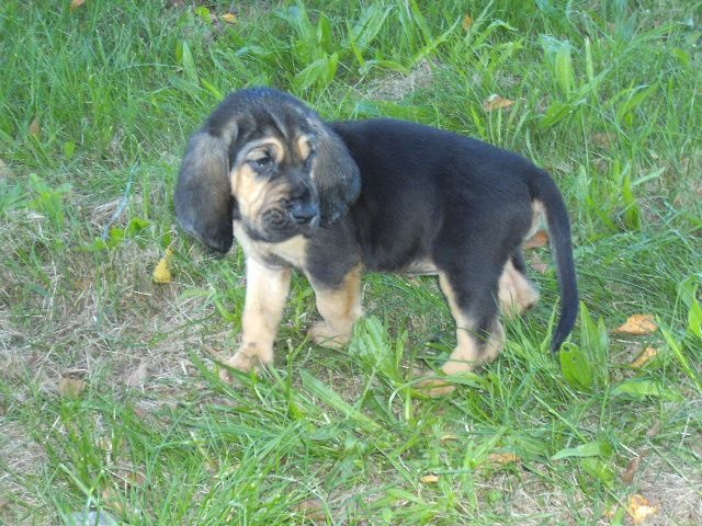 J RAMBO DES MENTHES SAUVAGES