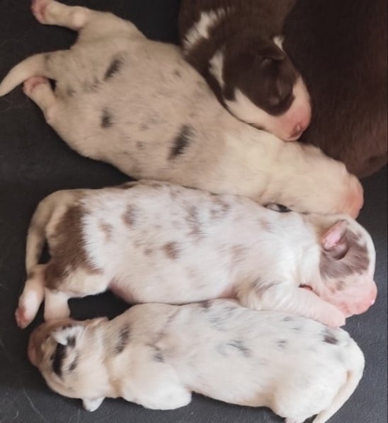 Berger Américain Miniature  - des menthes sauvages