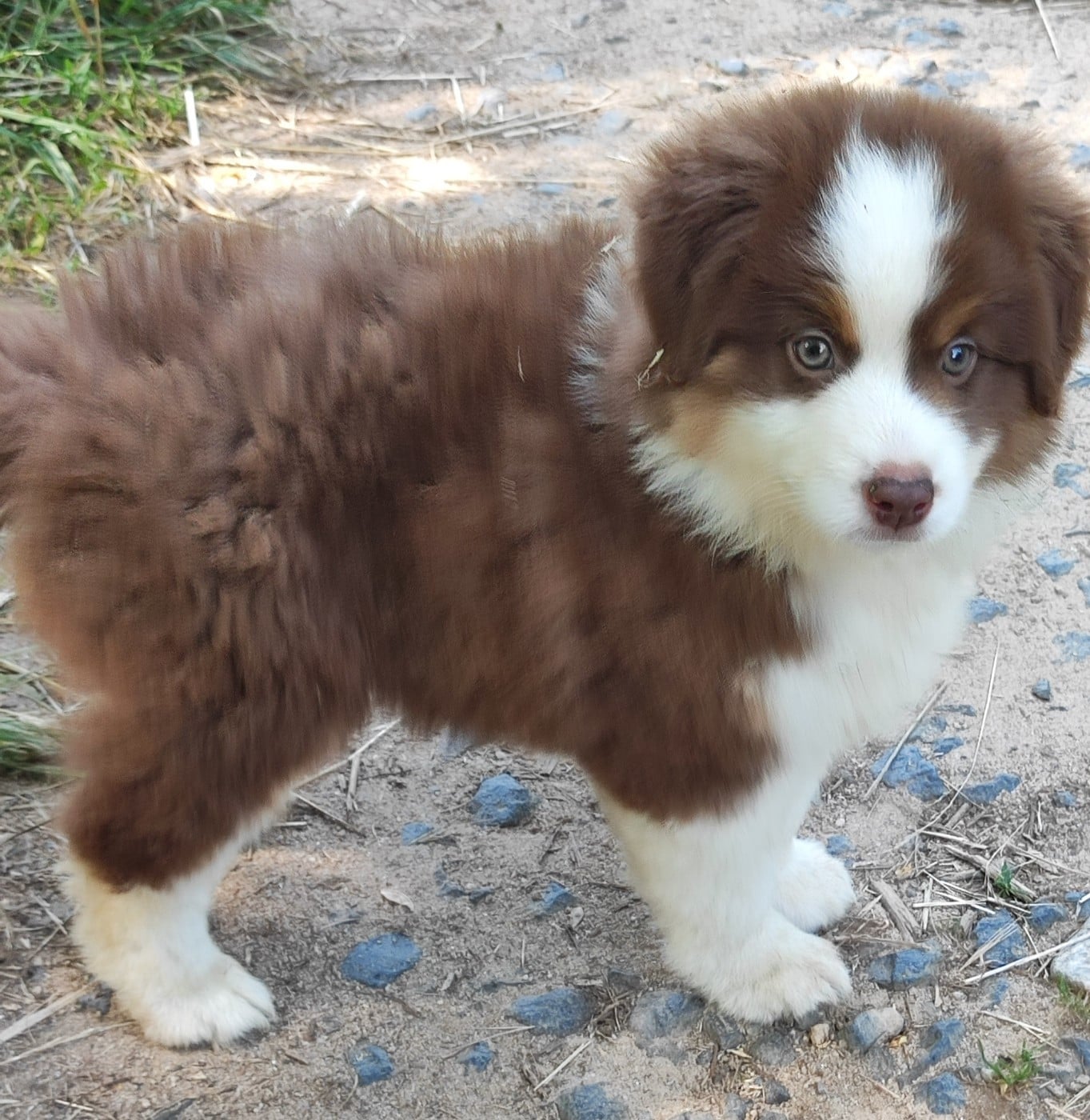 Buddy