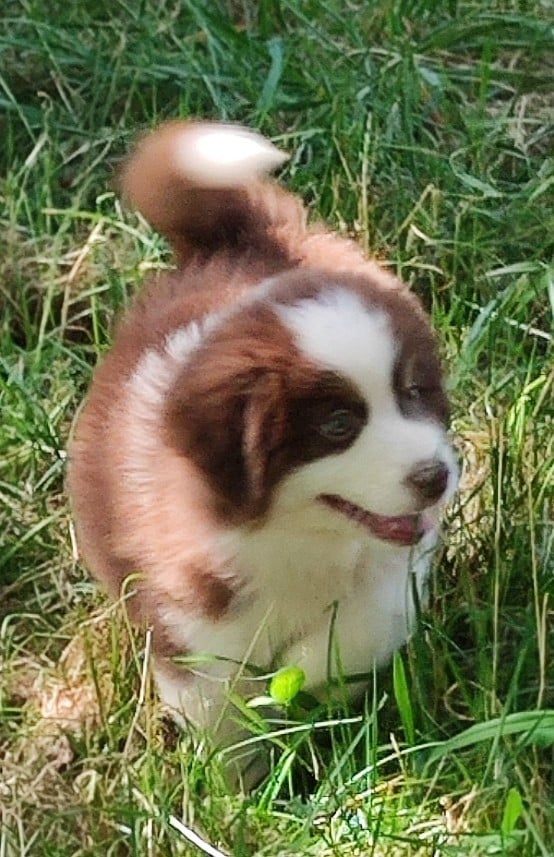 Buddy