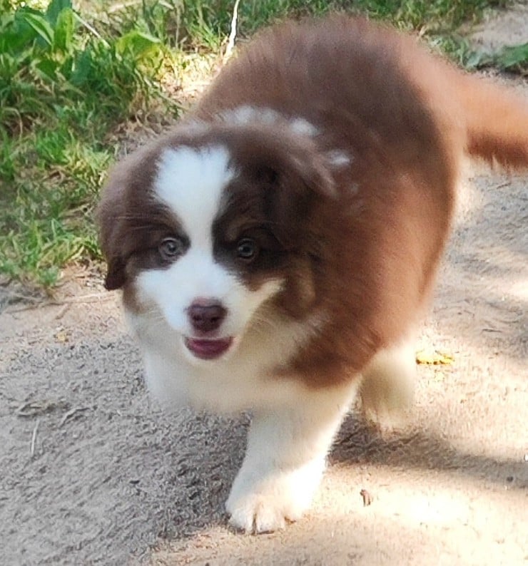 Buddy