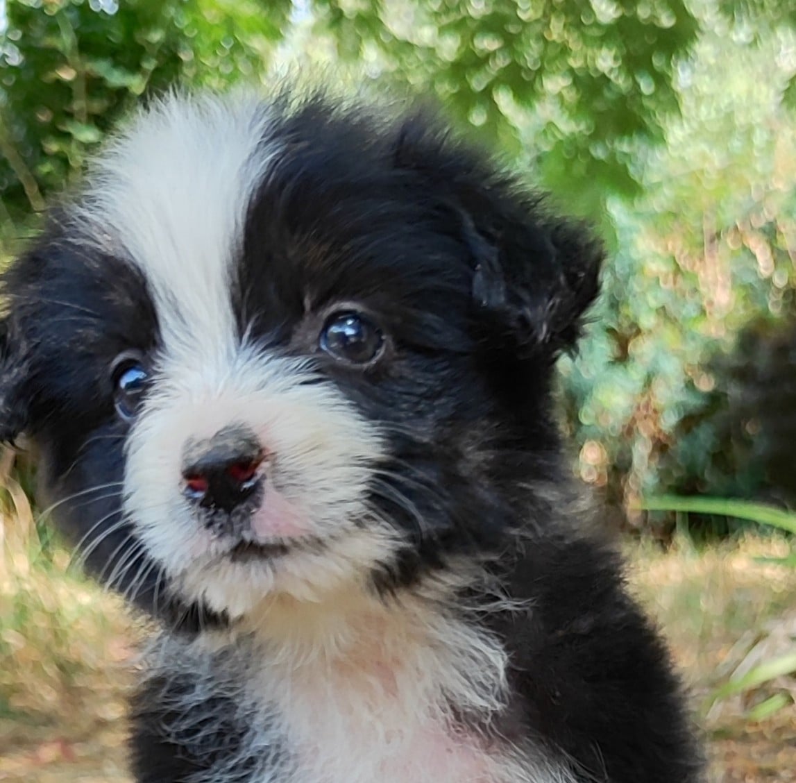 Chiot Berger Américain Miniature