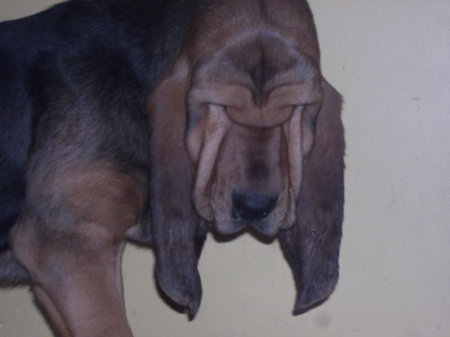 Jolie des menthes sauvages