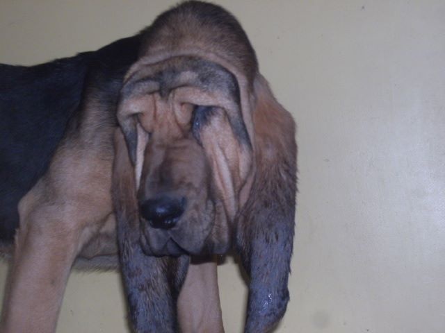 JUAN DES MENTHES SAUVAGES