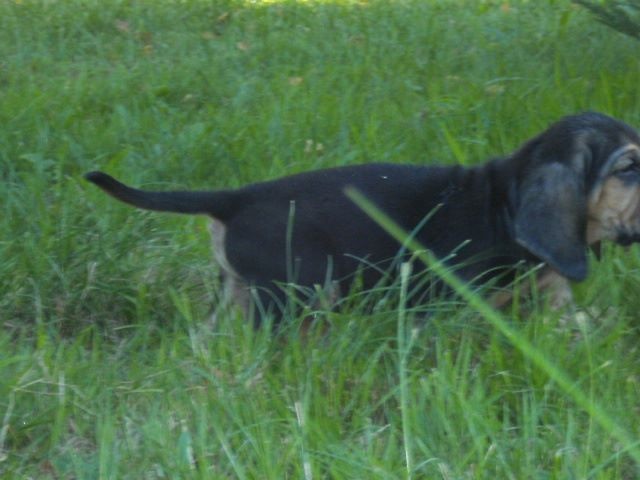 J RAMBO DES MENTHES SAUVAGES