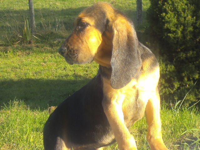 JULES CESAR DES MENTHES SAUVAGES