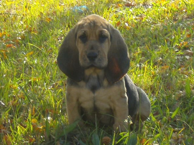 JEANNE DES MENTHES SAUVAGES