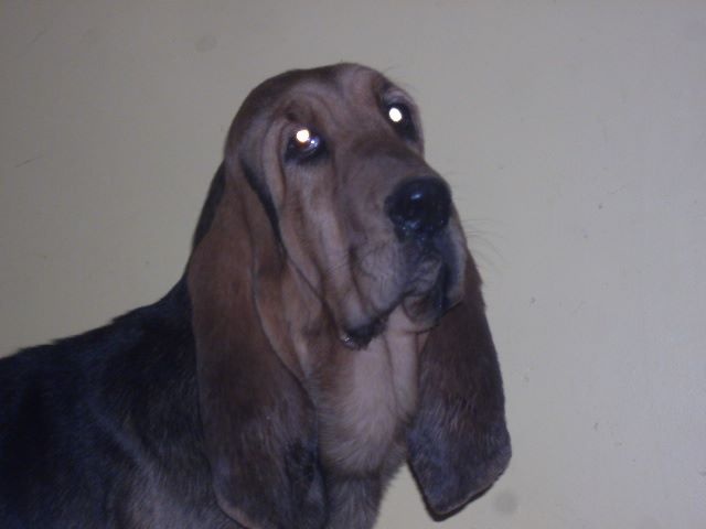 Jolie des menthes sauvages