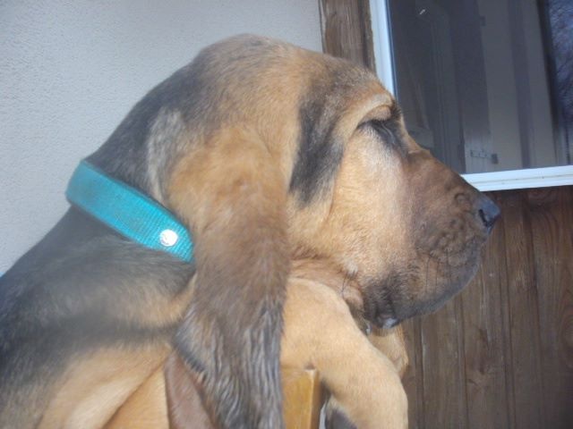 JUAN DES MENTHES SAUVAGES